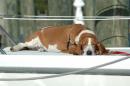 Huckleberry snoozing on the bow of Coy Mistress.