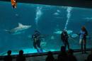 The shark tank at the N.C. Aquarium. Divers in the tank said they