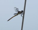 A dragon fly hitches a ride on a stay.