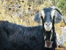 This goat just loved having his photo taken, Debbie just had to take his pic. Handsome little bugger I think?