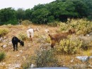 Kefalonia goats, make the best cheese.
