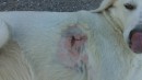 Mutleys wound, Peter and Trix reckon he did it rushing through the hole in the perimeter fence. They took him to a vet in town and had it looked at and stitched. Which he promptly opened up again. It