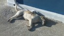 Fang laying around in the sun by the shower block. These two dogs always find the hottest spot in the marina. And are both real characters.