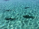 Black tip sharks circling the Zodiac looking for some chow.