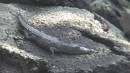 A baby Crocodile sunning itself on a rock.