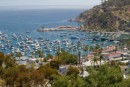 Avalon Harbor on a busy August weekend.