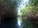 More dense Mangrove thicket.