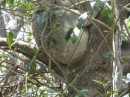 Koala sleeping in a tree.  