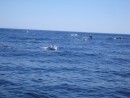 Large pod of dolphins 