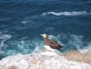 Here is the mom from the previous photo sitting on the edge of the cliff waiting for us to leave the vicinity of her nest. 