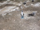 Yes, they really do have blue feet.  There are also yellow footed boobies that nest here.
