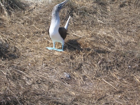We assumed that this blue footed boobie was a male based on his behavior.  He did not appear to be protecting a nest but was not happy with our presence.