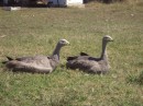 These are Cape Barren Geese.  We saw quite a few of them here.  There is another species of these birds that occurs in Western Australia.  They are very territorial and spend a lot of energy protecting their turf, especially after they have paired up.