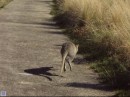 This is supposed to be a short video of a Wallaby hopping away as we walked up the road.  I dont think it uploaded as a movie and will have to figure out what the problem is.  The hopping of these critters looks like one of natures silliest experiments locomotion but you cant argue with the fact that it works and that many species of animals found in Australia are adequate testimony to its effectiveness.