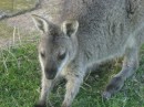 The wallabies are cute and not too afraid of people.  David told us that, if you are patient, you can get them to come to you and take a lettuce leaf.