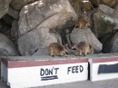 Wallabies enjoying their lunch by a "dont feed sign.  