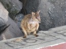 The wallabies are a bit mangy looking but the mottled appearance of their coats helps them blend in with the rocks.