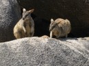 When the wallabies are on all fours they look  possum like but when they get up on their hind legs they looking like miniature kangaroos