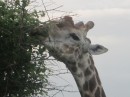 This giraffe has some tumors on his head but he seemed to be healthy otherwise.


