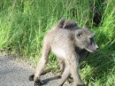 Here is a female baboon with a little one on her back.