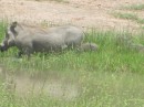 Unfortunately the warthog photos we got did not show the little ones running around in the tall grass near their mother.

