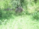 We saw quite a few rhinos during our day in the park.  This pair was cooling off in a grove of trees