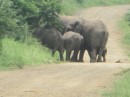 here is a mama with three young elephants of three different sizes.  The young ones obviously knew who was going to take care of them.