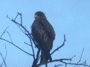 We saw a lot of raptors during our day in the park but most of them were too far away to let us get good photos with the cameras we have.  I think this is a brown snake eagle but will ask Anne to look at the photo and correct my identification if I am wrong.