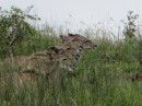 The harem at rest.  This photo shows a group of female kudu resting in a nice neat row.