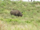 Ann and Lawrence were really disappointed that we had not seen a rhino as we were headed toward the park exit and then we got lucky and saw this guy.  He was all by himself and peacefully grazing.