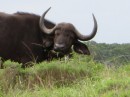 The Cape Buffalo is said to be the most dangerous of the big five game animals that hunters come to Africa to shoot.  The horns that go across the entire forehead is said to be adequate protection from rifle shots.  The ones we saw were placid enough but we were told you dont want to piss them off.
