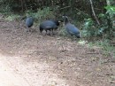 These are guinea fowl.  The only other place I have seen these was in cages in Italian poultry stores in little Italy on the bottom end of Manhattan.