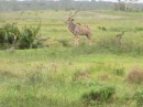 A male kudu scanning the horizon.  Note the horns for another male sticking up out of the grass.