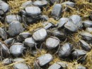 Here is a close up of the dung beetles.  They roll the dung into golf ball sized balls and lay their eggs in the balls so the larvae can feed during development.