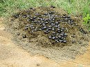 One of the first forms of wildlife we saw after entering the park was dung beetles.  This picture shows a large gathering of dung beetles taking advantage of a recent contribution by something reasonably large.  These beetles are big and make a real racket when they fly. 