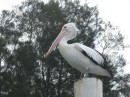The Pelicans here are huge.  Its hard to see how big they are without some other object in the picture to provide perspective but this guy is sitting on a piling that is about a foot in diameter