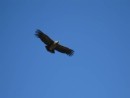 Condor pics