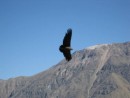 The Andean Condors are the largest birds on the planet with a wing span of about 10 feet.