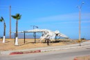 This is an assembled grey whale skeleton is at the entrance to Puerto San Carlos