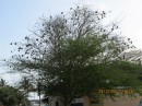 This is the tree at the Zululand Yacht Club where the weaver birds nest.  You can see quite a few nests hanging from the upper branches of the tree