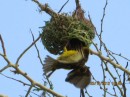 Busy male working on the nest that he hopes will win him one of his 25 females for the breeding season.