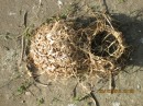 Yet another view of a nest that is on the ground.  Sure seems like a lot of effort to make something that did not meet specs.