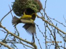 The male weaver birds spend the daylight hours bringing pieces of palms and other leaves to the tree to weave into their nest.