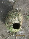 Another view of a reject nest showing the opening where the birds enter.