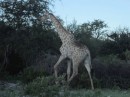 Another giraffe heading for the protection of the Bush