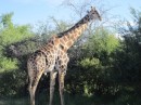 This giraffe was not the least bit afraid of us and let us get quite close without bounding off into the bush.  This is a close as we got because I did not want to scare him off.