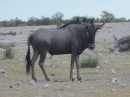 This is a Wildebeest.