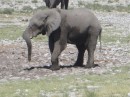We did not see any herds of elephants in Etosha.  We were told we were there at the wrong time of the year.  During the dry season the elephants migrate north and out of Namibia.  The few straggles were drawn on the man made waterholes which is why we got to see a few