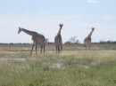 In Etoshsa we were able to observe giraffes in groups and see them actually loping across the plain.  In South Africa the jungle was more dense and we only saw them as individuals.  