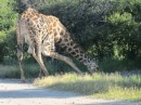 While giraffe